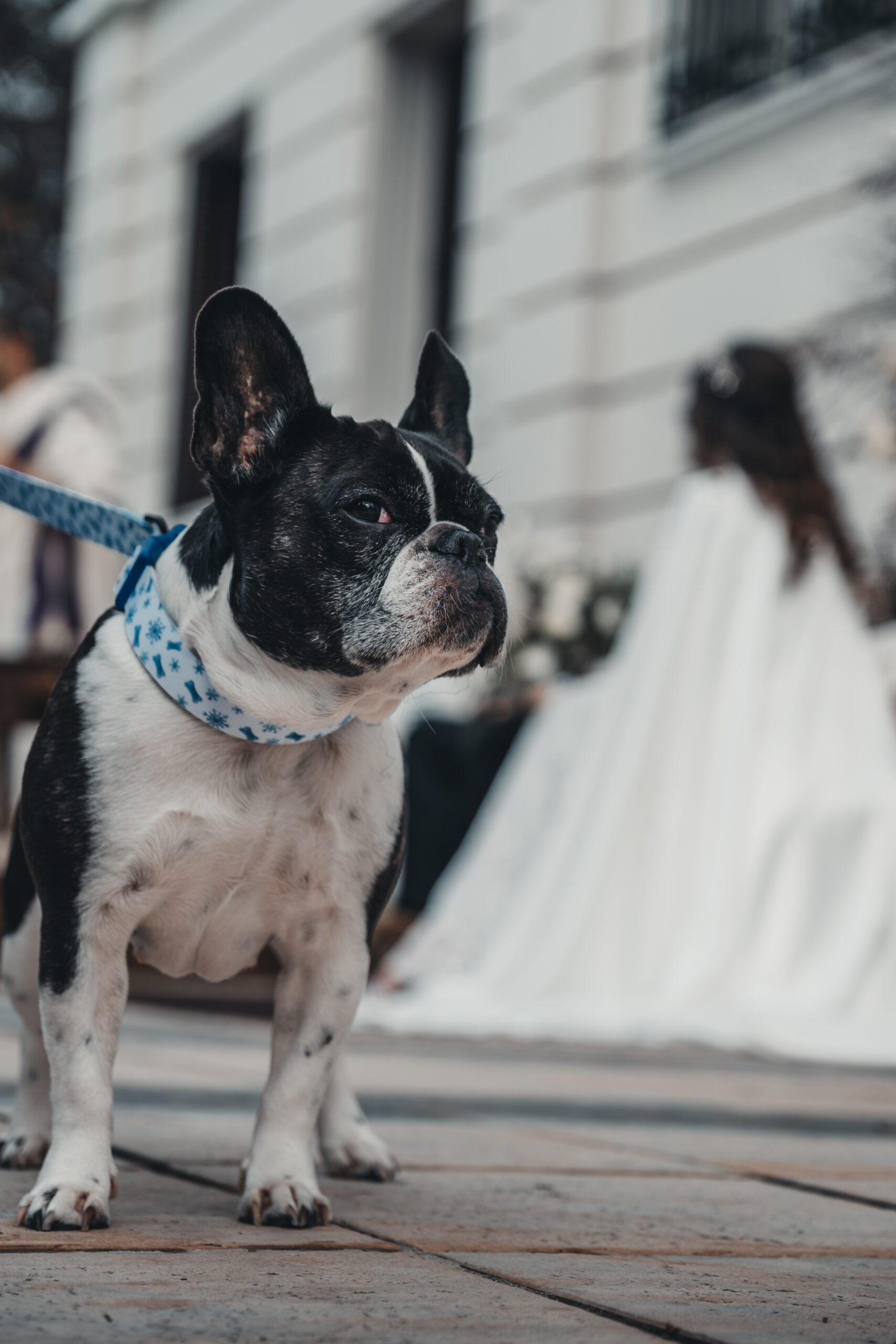 Grupo Montesqueiro dog friendly